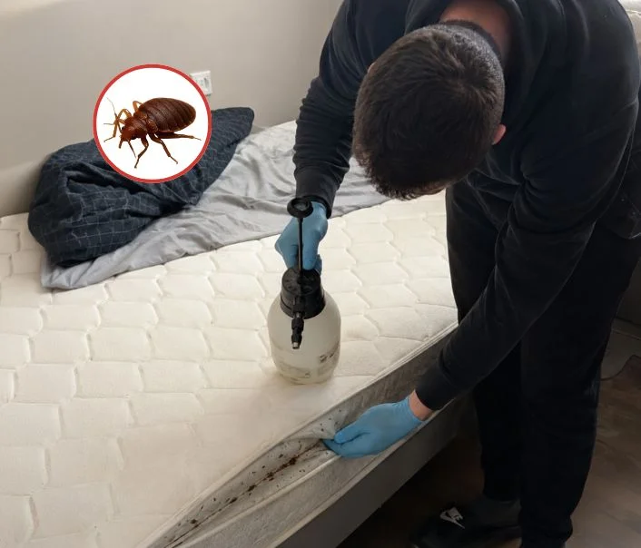 Technicien traitant un matelas contre les punaises de lit à Fontenay-Trésigny